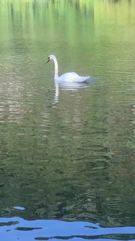 A white swan is swimming in a body of water. The swan dips its head underwater as if to feed, and then it comes back up. A duck is also visible swimming in the water. The background shows trees and foliage reflected in the water.