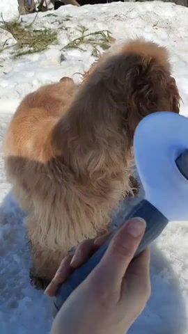 A hand brushes a brown cocker spaniel in the snow, using a white grooming tool with a gray handle. The dog moves away, and then returns to the hand. The background includes a wooden fence and some greenery peeking through the snow.