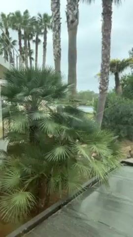 The video shows a view from a window. A small palm tree is visible close to the window, with taller palm trees extending into the distance, under a cloudy sky.  A body of water is visible between the trees.  Water can be seen on the ground near the window. The window frame is visible along the left side of the shot.