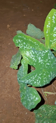 Night documentation of chickens and garden plants in Venezuelan village