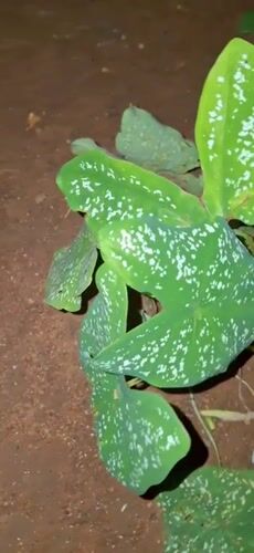 Night documentation of chickens and garden plants in Venezuelan village