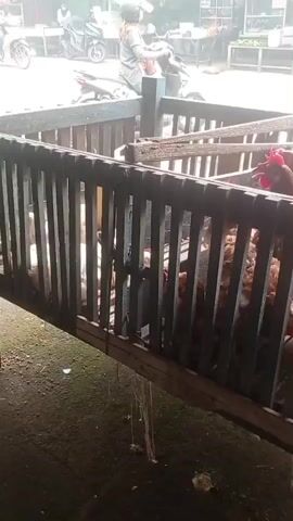The video shows a close-up view of a wooden crate filled with chickens. The chickens are mostly brown and appear to be adult hens. Some of the chickens are visible from the front, with their red combs and beaks clearly discernible. Others are seen from the side or back. Inside the crate, a large white plastic container with a yellow lid is also visible. The crate is situated outdoors, with a dirt or gravel ground surface visible in the foreground. In the background, a street scene unfolds. Several motorcycles are parked or in motion. One person is riding a motorcycle, wearing a helmet and a light-colored top and dark pants. Other motorcycles are parked near what appears to be market stalls or shops. The overall environment suggests an outdoor market or roadside setting. The camera is positioned at approximately eye level with the chickens in the crate. The lighting is somewhat overcast, suggesting it may be daytime with cloudy weather.