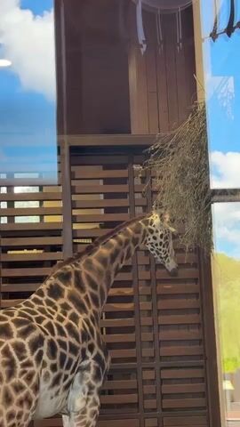 The video shows a giraffe eating hay from a feeder that is mounted high on a wooden structure. The giraffe is a large animal with distinctive brown spots on a lighter background. Its long neck is bent as it reaches for the hay. The feeder is made of dried branches and hay, and it appears to be suspended from the ceiling of an enclosure.

The enclosure seems to be at a zoo or wildlife park, with large windows allowing visitors to observe the animals. Through the windows, we can see reflections of the sky and trees, suggesting it is daytime with a clear or partly cloudy sky. In the background, beyond the enclosure, there are glimpses of other zoo structures and possibly other animals or exhibits. The overall setting appears to be an outdoor area within a zoo.

There are no visible signs or text in the video. The activity captured is the giraffe's feeding behavior, a common sight at zoos. The lighting suggests it is daytime, and the presence of foliage indicates a temperate climate. The mood is peaceful, focusing on the animal's natural behavior.