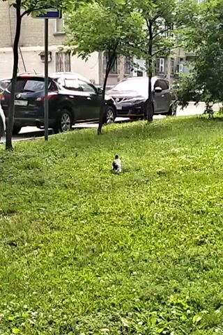 Two birds are foraging in a grassy area. In the background, several cars are parked along a street, and a building is visible. The scene appears to be a typical urban environment during the daytime.