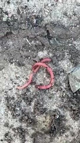 The video shows two earthworms intertwined on a patch of dirt and small rocks. The worms are pinkish-red and appear to be moving slightly. The dirt patch is a mix of dark and light-colored soil with some small pebbles and debris scattered around. A small, gray rock is visible in the upper right corner of the frame. Sounds of human speech in a language other than English are audible.