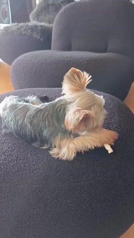 A small Yorkshire Terrier dog is shown lying on a dark grey ottoman, chewing on a light-colored bone. The dog is facing towards the right side of the frame, with its body positioned horizontally. Its fur is a mix of grey and tan. The dog's ears are perked up. The ottoman appears to be in a room with soft, plush furniture in the background, possibly a living room or lounge area. The lighting suggests it is daytime. The camera angle is slightly above and to the left of the dog, zooming in slightly as the video progresses.