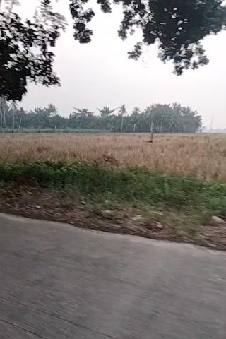 The video shows a blurry, vertical view of a tree and a rural landscape. A paved road is visible on the right side of the frame, with a field of dry grass or crops beyond it. Green vegetation lines the edge of the road. The sky appears overcast. The camera is moving, creating a sense of motion. The tree in the foreground is tall and appears to be a palm tree, with its trunk leaning.