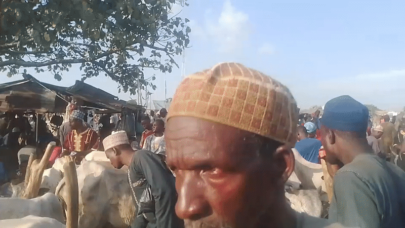 Cattle market active in Rabogi, Nigeria
