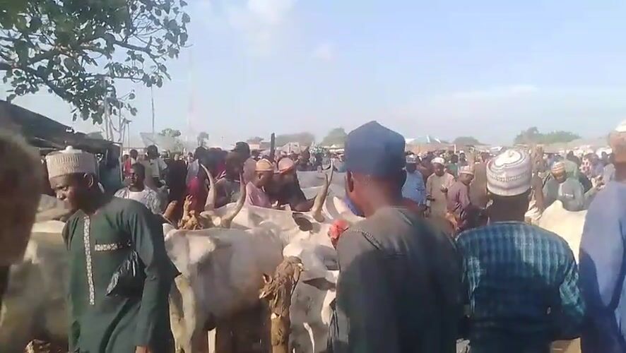 Cattle market active in Rabogi, Nigeria