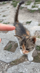 Feeding stray cats in a paved outdoor park