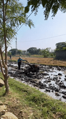 Tilling and mango harvest season underway in Kauman, Indonesia