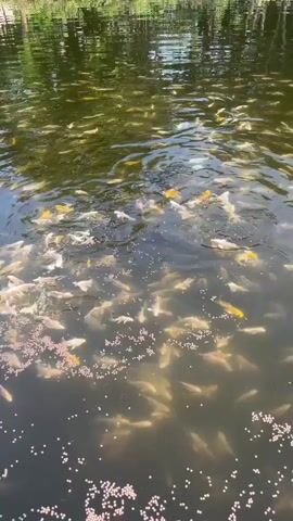 The video shows a large school of koi fish swimming in a pond. The water is dark and reflects the green trees and blue sky from the surrounding environment. The fish, which are predominantly white and orange, are actively swimming and feeding on small pellets that are scattered on the surface of the water. The camera is positioned above the pond, providing a top-down view of the teeming aquatic life.