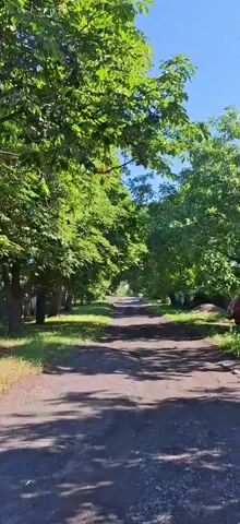The video shows a dirt road lined with lush green trees on both sides. Sunlight filters through the leaves, casting dappled shadows on the road. The sky is a clear blue. The trees appear to be bearing fruit or nuts, possibly chestnuts, as suggested by the audio. The scene conveys a sense of natural beauty and tranquility.