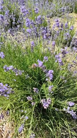 The video shows a close-up view of a lavender bush in full bloom. The lavender flowers are a vibrant purple, and the green foliage is lush and full. The bush is growing in a field of other lavender plants, which are visible in the background. The sun is shining, casting a warm light on the scene. A bee can be seen flying around one of the lavender flowers, suggesting that the lavender is attracting pollinators. The ground around the lavender bush is covered in dried leaves or mulch. The video pans slightly, giving a full view of the bush and its surroundings.