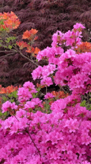 Spring blooms and London skyline views documented from elevated park