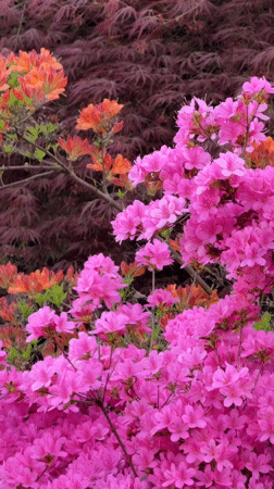 Spring blooms and London skyline views documented from elevated park