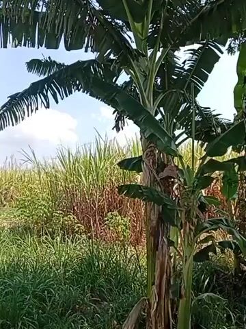 The video shows a banana tree in the foreground with a dense field of tall grass and reeds in the background. The sky above is partly cloudy. The lighting suggests it is daytime, possibly morning or afternoon. No people or animals are visible. The camera appears to be stationary.