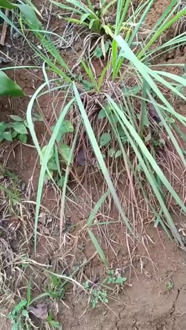 The video shows a close-up, overhead view of a patch of lemongrass growing in brown, dry soil. The lemongrass plant has long, green, blade-like leaves that fan out from the base. The soil appears to be dry and cracked in places, with some small green weeds growing around the lemongrass. The lighting suggests it is daytime, possibly overcast.