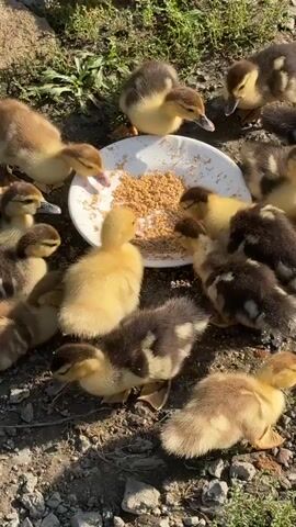 A flock of ducklings, a mix of yellow and brown, are gathered around a white bowl filled with birdseed. They are pecking at the food in the shallow bowl, which is placed on the ground. The ground appears to be a mix of dirt, small stones, and sparse green grass. The lighting suggests it is daytime, likely outdoors in a sunny environment.