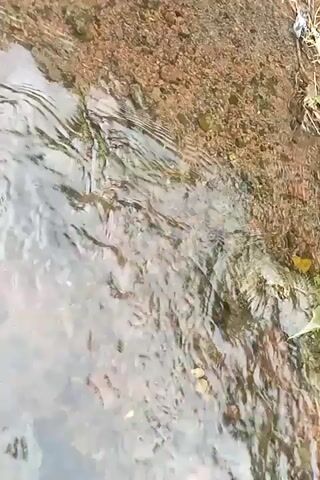 The video shows a close-up view of a shallow, clear stream. The streambed is composed of small pebbles and sand. Small fish are visible swimming in the water. The camera pans slightly, showing the edge of the stream where the water meets the bank, which is covered in dirt and small rocks. There is also some vegetation visible on the bank in the background.