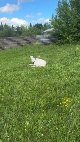 A white goat with black harness is lying in a grassy field. The goat is facing the camera and its eyes are closed. The field is filled with green grass and some yellow wildflowers. In the background, there is a wooden fence and trees. The sky is blue with some clouds.