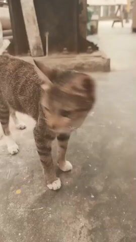 A tabby cat walks across a concrete floor. The cat's fur is a mix of brown and black stripes with some white on its paws. The background is blurred, but appears to be an indoor or covered area with some wooden structures and possibly other people. The camera is focused on the cat as it moves.