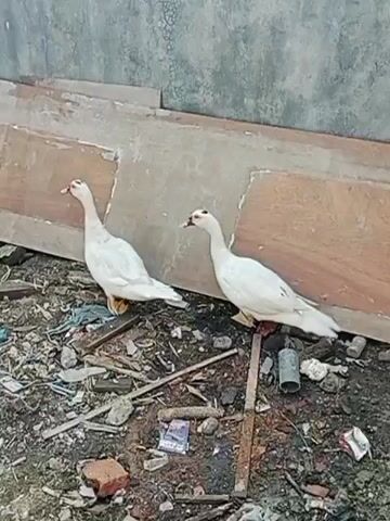The video shows two white ducks standing on debris-strewn ground. The ground is littered with various items including wood scraps, plastic, and possibly some sort of fabric. Behind the ducks, there are large sheets of wood leaning against a wall or structure. One duck is facing left, and the other is facing right. The ducks appear to be Muscovy ducks, identifiable by the red caruncles around their eyes and the shape of their heads. The lighting suggests it is daytime. The overall environment seems unkempt and possibly an outdoor storage area or a neglected yard.