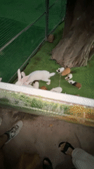 Visitors enjoy petting zoo animals in Nam Nha Trang