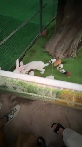 Visitors enjoy petting zoo animals in Nam Nha Trang