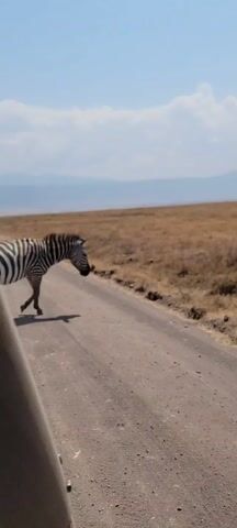 The video captures a zebra walking across a dirt road. The zebra is a full-grown adult, with distinct black and white stripes. It moves from left to right across the frame, its head held low. The background consists of a dry, grassy plain that stretches into the distance, where there is a hazy mountain range under a blue sky with some clouds. The camera appears to be inside a vehicle, as a portion of a vehicle’s interior is visible in the lower-left corner of the frame.