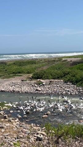The scene is a wide shot of a coastal landscape featuring a flock of white birds. A rocky riverbed flows from the bottom to the center of the frame, leading towards the ocean in the background. Numerous white birds, some perched on the rocks within the river and others in mid-flight, are the primary focus. A strip of greenery separates the riverbed from the sandy beach and ocean. The ocean stretches out to the horizon under a clear, bright blue sky with a few faint clouds. White waves are visible in the distance.