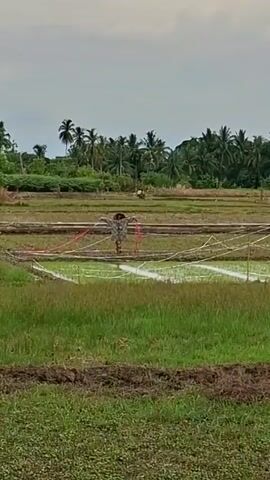 A scarecrow stands in a rice paddy, its arms outstretched to deter birds. The scarecrow is dressed in a grey shirt and has what appears to be a hat. It is surrounded by a net made of white string and supported by thin poles, which extends over the shallow water in the paddy. The paddy is filled with some water, and the surrounding areas are covered in lush green grass. In the background, a dense line of palm trees creates a natural border against a cloudy sky. The overall scene suggests an agricultural setting, likely in a tropical or subtropical region, given the presence of palm trees. The time of day appears to be either early morning or late afternoon, with the sky overcast, indicating a possibility of rain or diffused light. There are no visible signs of human activity close to the scarecrow, but a few small figures, possibly people or animals, can be seen further in the background near the tree line. The image conveys a sense of rural tranquility and the ongoing work of farming.