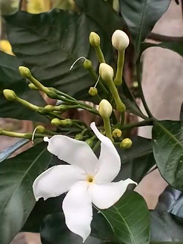 The video shows a close-up of a plant with dark green leaves. The plant has one fully open white flower with five petals and a yellow center. There are also numerous green flower buds in various stages of development. Some buds are long and slender, while others are smaller and rounder. A few delicate, thin white strands are visible near the buds. The background is blurred and neutral in color.