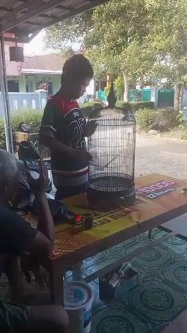 The video shows a young person standing at a table in an outdoor setting, with a birdcage on the table in front of them. The person appears to be interacting with something inside the birdcage, possibly feeding or cleaning it. There are other people visible in the background, as well as some objects on the table, including what looks like a cup and some cigarettes. The environment appears to be a residential area with houses and trees in the background.