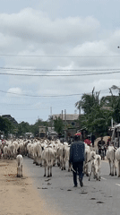 Cattle herd moves through Badagry streets with herder