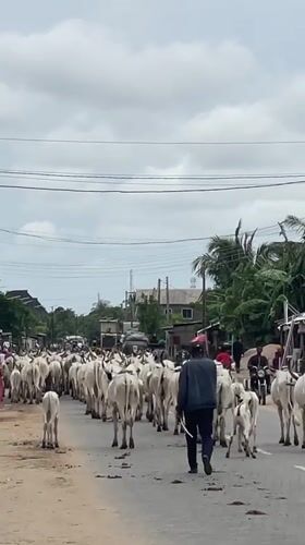 Cattle herd moves through Badagry streets with herder