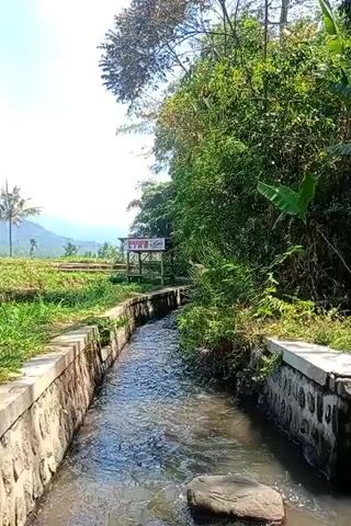 The video pans across a narrow, man-made channel filled with flowing water. The channel has concrete walls lined with stone. Lush green vegetation, including trees and banana plants, grows on either side of the channel, with one side featuring a rice paddy or terraced field in the background under a bright sky. A signpost with red lettering is visible in the distance, partially obscured by foliage. The overall scene depicts a rural landscape with a functional water channel integrated into the natural environment.