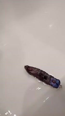 A brown, boat-shaped object with a blue flower-like decoration on one end is floating in a white bathtub partially filled with water. A child’s hand reaches into the tub. Water is running from the faucet.
