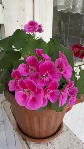 The video shows a close-up of a potted plant with bright pink geranium flowers and green leaves. The pot is brown and sits on a ledge, possibly a windowsill or balcony railing. Behind the plant, a window with white trim and lace curtains is visible, with more plants in pots on the windowsill. The background is slightly blurred, but appears to be an outdoor setting. In the latter part of the video, the camera pans out to reveal an outdoor seating area with a table and chairs, a car, and lush greenery. The scene appears to be peaceful and well-maintained, suggesting a home or garden setting.