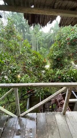 The video shows a view from a wooden balcony with a thatched roof that is partially damaged. In the foreground, the wooden floorboards of the balcony are wet, suggesting it is raining. A white wooden railing separates the balcony from the view beyond. Lush green trees with red fruits, possibly rambutans, are visible. In the background, more trees, including tall palm-like trees, are obscured by the rain, creating a misty atmosphere. The overall scene depicts a tropical environment during a downpour.