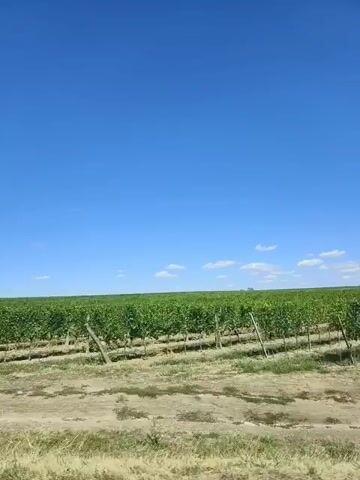 The video shows a vineyard under a clear blue sky. Rows of grapevines are visible, supported by wooden stakes. The ground in front of the vines appears to be dry and somewhat barren, with patches of dry grass and dirt. The camera is moving, suggesting it is being filmed from a vehicle, as evidenced by the slight motion blur. The scene is open and appears to be in a rural or agricultural area.