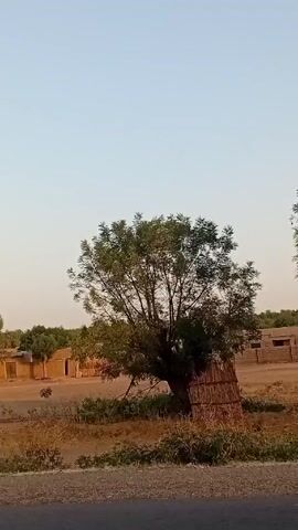 The video shows a landscape with trees and buildings.  In the foreground is a tree that is partially covered with what appears to be straw or reeds. In the background are several rectangular buildings with openings that look like doorways. The ground is dry and dusty, with sparse vegetation. The sky is a pale blue, suggesting it might be morning or evening.  The camera seems to be stationary, possibly mounted on a vehicle, and the scene is viewed from a low angle. There are no people visible in the video.
