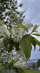 Spring blossoms documented in Tyulyuk, Russia amid cloudy skies
