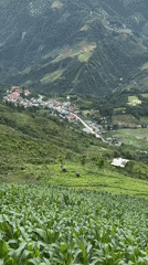 Morning agricultural scenes documented in rural Mường Hoa, Vietnam