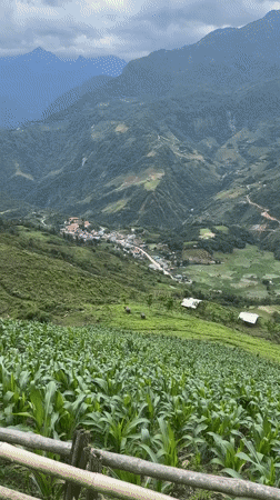 Morning agricultural scenes documented in rural Mường Hoa, Vietnam