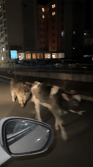 Calves block traffic on Montenegro city street at night