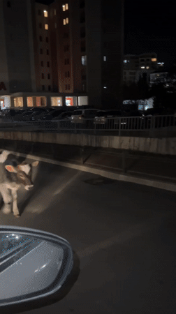 Calves block traffic on Montenegro city street at night
