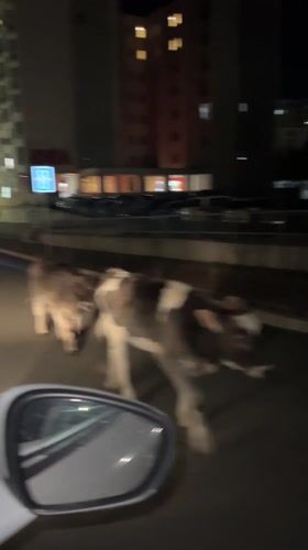 Calves block traffic on Montenegro city street at night
