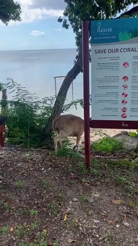 The video shows a deer at a West Bali National Park. The deer is light brown, and it is near a sign that says "Save our Corals." The sign provides guidelines for protecting corals, such as not walking or standing on coral reefs and not throwing rubbish into the sea. The deer walks behind the sign, near a tree, and then walks up some stone steps towards a field with another tree. The background shows the ocean and islands.