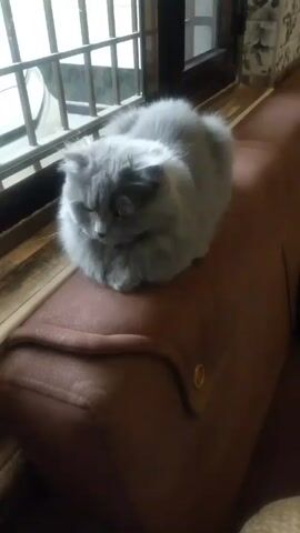 The video shows a fluffy, gray cat sitting on a brown cushion next to a window. The window has a metal security grille. The cat is curled up with its paws tucked underneath its body. The background includes a wall with patterned tiles. The scene appears to be indoors.